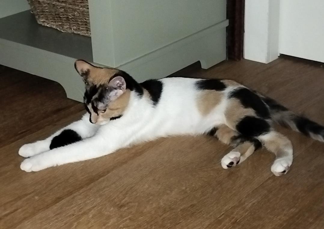 NORA ASTA - Calico available for adoption