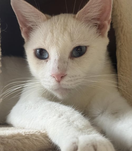 SNOWEY SNOWPRINCESS - Siamese / Domestic Short Hair available for adoption