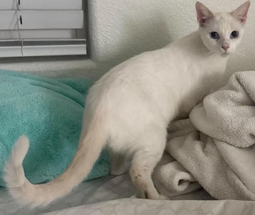SNOWEY SNOWPRINCESS - Siamese / Domestic Short Hair available for adoption