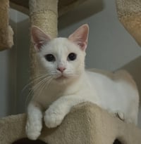 Snowey Snowprincess - Photo 4