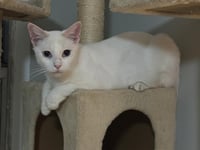 Snowey Snowprincess - Photo 3
