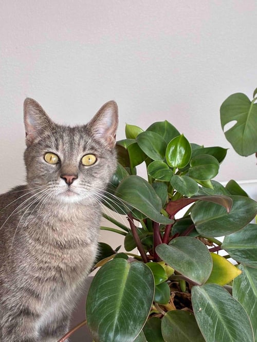 BUNNY COLORADO - Domestic Short Hair / Tabby available for adoption