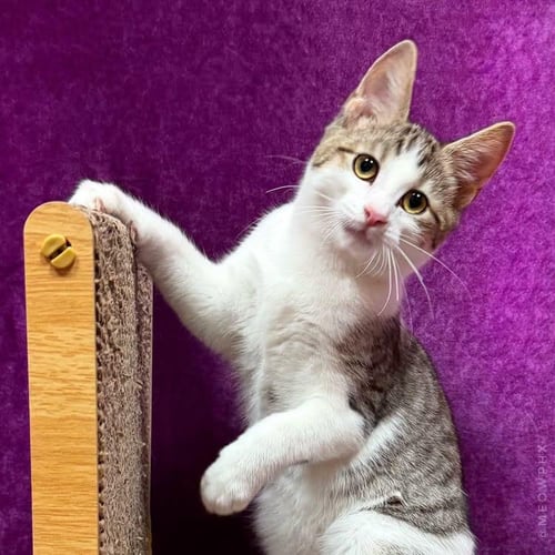 WILEY BINK - Domestic Short Hair / Tabby available for adoption