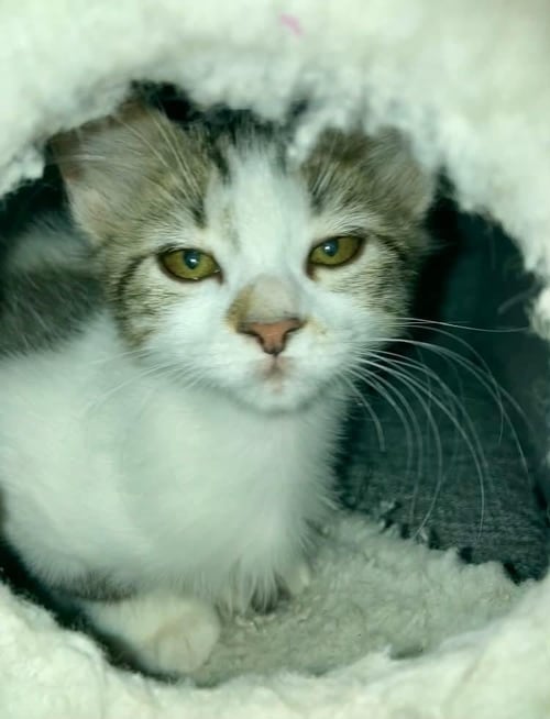 FRECKLES BINK - Domestic Long Hair / Tabby available for adoption