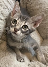 Linus-Vanpelt Peanuts - Photo 1