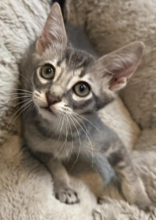 LINUS-VANPELT PEANUTS - Tabby / Domestic Short Hair for adoption in Chandler