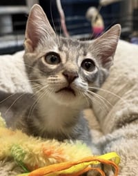 Linus-Vanpelt Peanuts - Photo 2