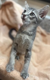 Linus-Vanpelt Peanuts - Photo 3
