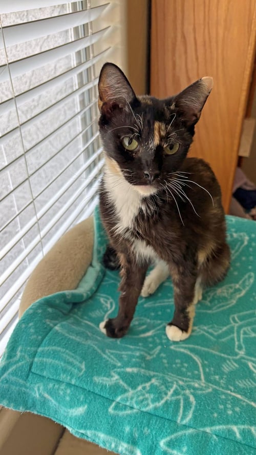 TORTELLINI TWINKLE - Domestic Short Hair / Tortoiseshell available for adoption