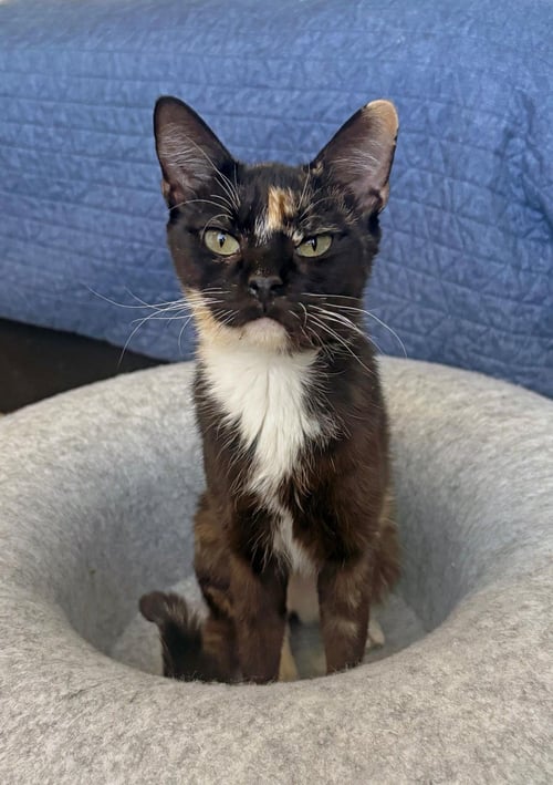 TORTELLINI TWINKLE - Domestic Short Hair / Tortoiseshell available for adoption