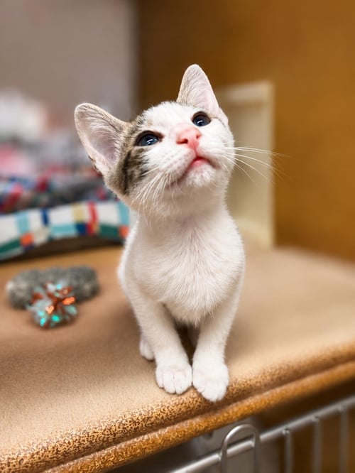 FEARLESS WHITE - Domestic Short Hair / Tabby for adoption in Chandler