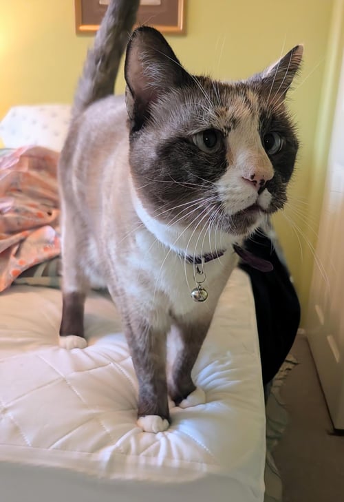 BISQUIK PASSION - Domestic Short Hair / Siamese available for adoption