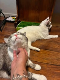 Simon Muffinmaker Bonded With Marshmallow - Photo 4