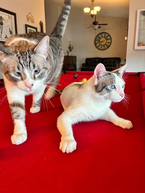 SIMON MUFFINMAKER BONDED WITH MARSHMALLOW - Domestic Short Hair available for adoption