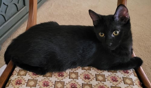 GOUMI BERRI - Domestic Short Hair / Tabby available for adoption