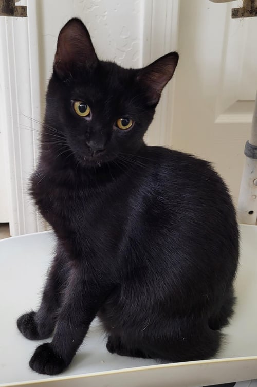 GOUMI BERRI - Domestic Short Hair / Tabby available for adoption