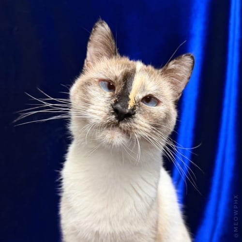 HAI KOO - Domestic Short Hair / Siamese available for adoption
