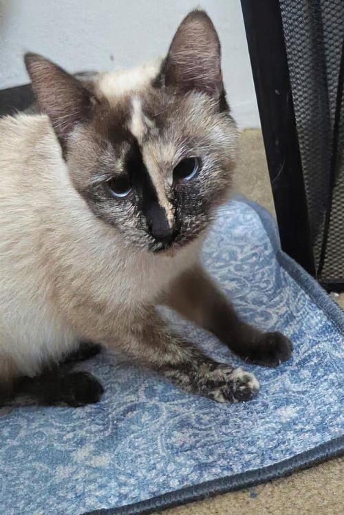 HAI KOO - Domestic Short Hair / Siamese available for adoption