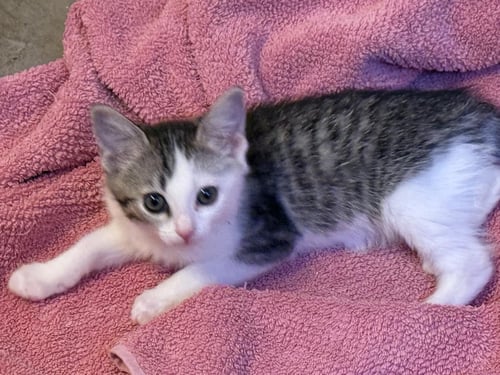ZOOMIE WIGGLET - Domestic Short Hair / Tabby available for adoption