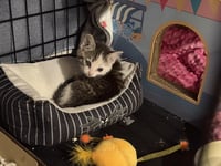 Zoomie Wigglet - Photo 3