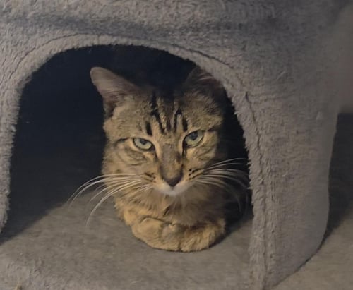 CEDAR WILLOW - Domestic Short Hair / Tabby available for adoption