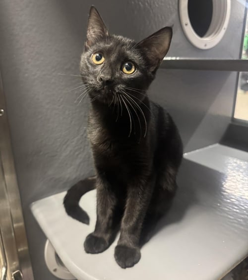 CROW WIGGLES - Domestic Short Hair available for adoption