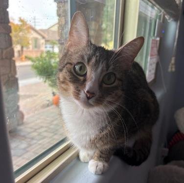 MAISIE MOO - Domestic Short Hair / Tabby available for adoption