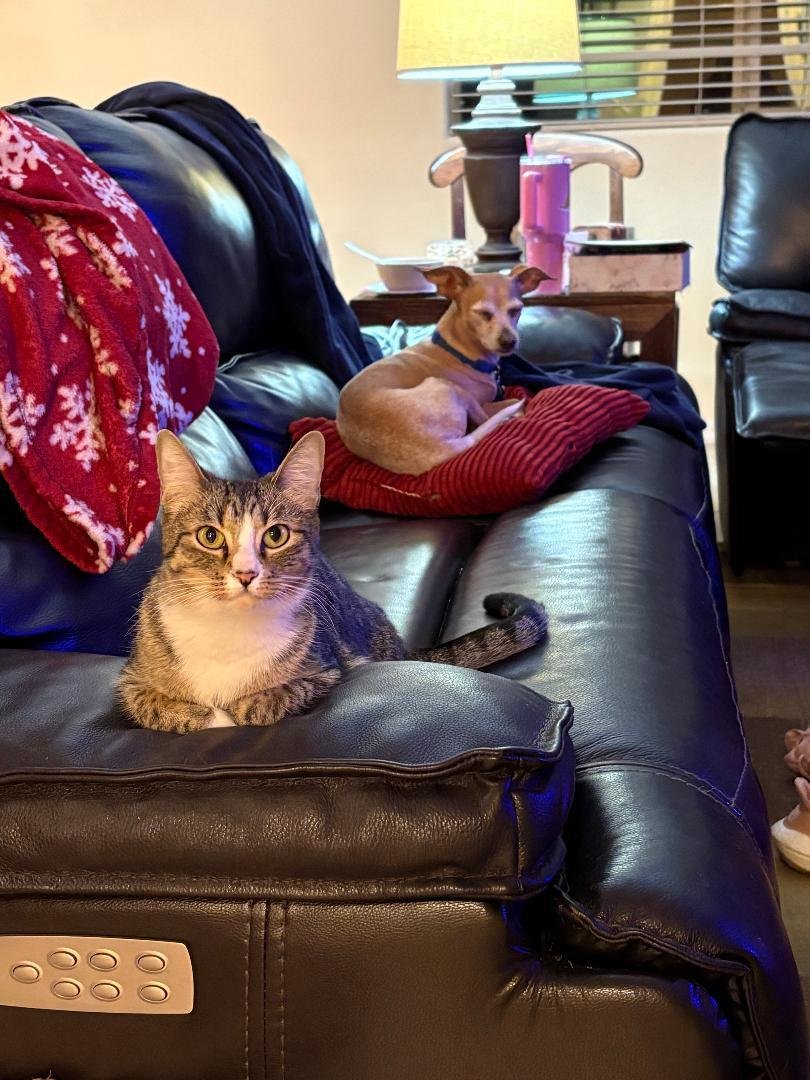 MAISIE MOO - Domestic Short Hair / Tabby available for adoption