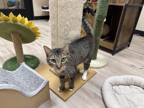 ROSE MARY - Domestic Short Hair / Tabby available for adoption
