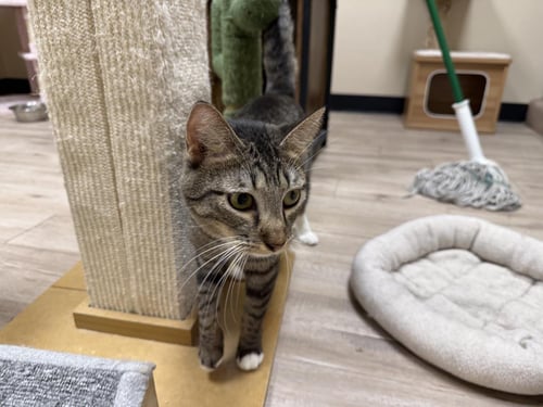 ROSE MARY - Domestic Short Hair / Tabby available for adoption