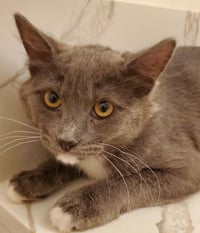 Bekham Adair - Photo 1