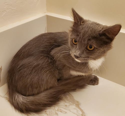 BEKHAM ADAIR - Domestic Short Hair available for adoption