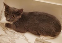 Bekham Adair - Photo 3