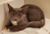 Bekham Adair - Photo 4