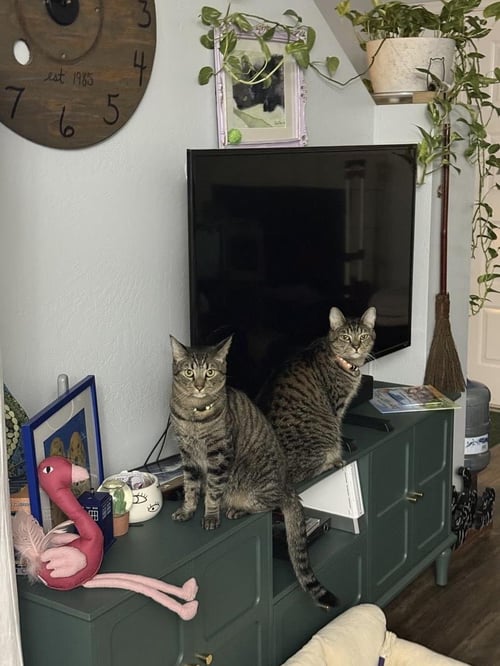 SONIC BROTHER BONDED WITH TAILS BROTHER - Domestic Short Hair available for adoption
