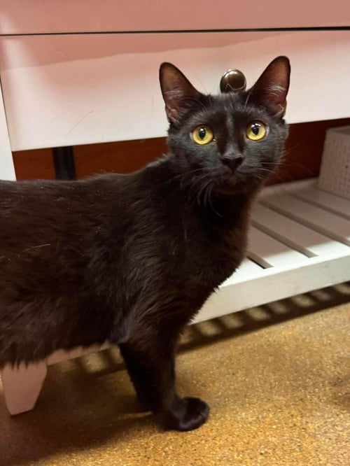 HERA OLYMPUS - Domestic Short Hair available for adoption