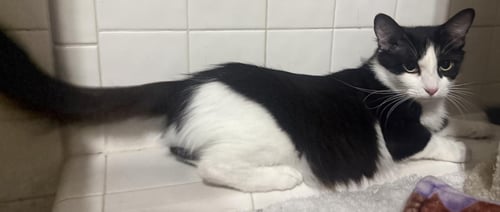 ASHLYN CAPPUCCINO - Domestic Medium Hair / Tuxedo available for adoption