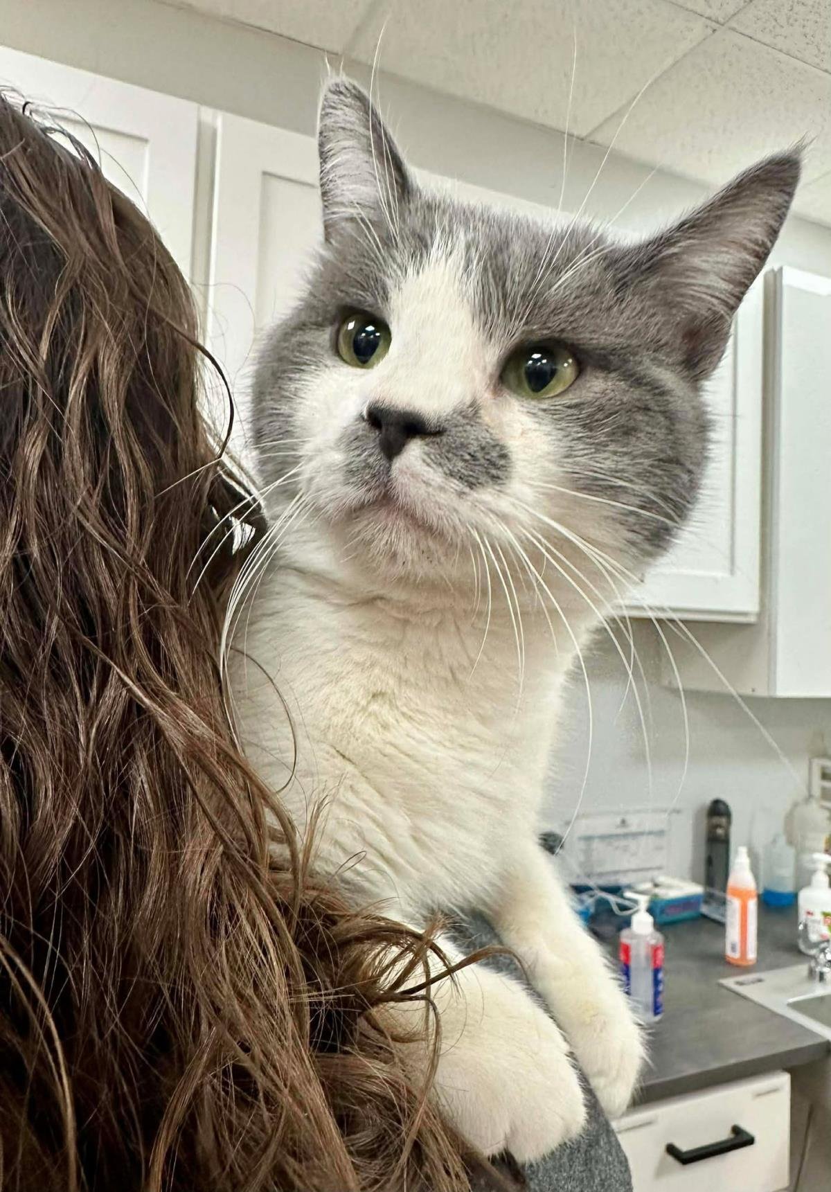 YING YING - Domestic Short Hair available for adoption