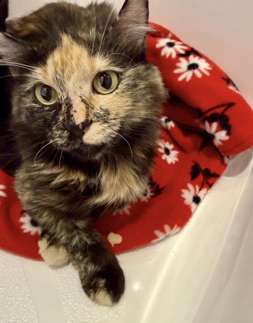 PATCHES LARA - Tortoiseshell / Domestic Long Hair available for adoption
