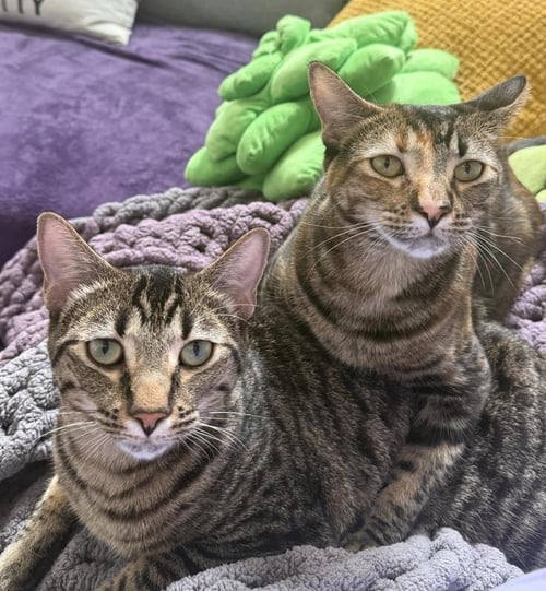 MOKI MACADAMIA BONDED WITH MIA-MEOW MACADAMIA - Domestic Short Hair / Tabby available for adoption