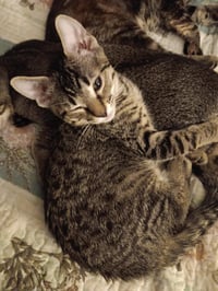 Moki Macadamia Bonded With Mia-Meow Macadamia - Photo 2