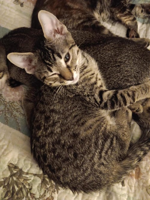 MOKI MACADAMIA BONDED WITH MIA-MEOW MACADAMIA - Domestic Short Hair / Tabby available for adoption