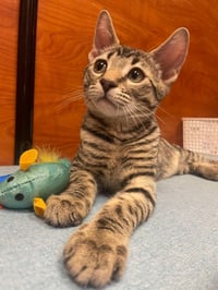 Moki Macadamia Bonded With Mia-Meow Macadamia - Photo 4