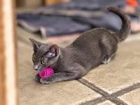 Silverpaws Plush - Photo 2