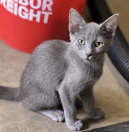 SILVERPAWS PLUSH - Domestic Short Hair / Russian Blue for adoption in Chandler