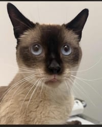 Sammy Lewhiskers - Photo 1