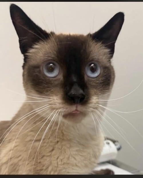 SAMMY LEWHISKERS - Siamese / Domestic Short Hair available for adoption