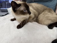 Sammy Lewhiskers - Photo 2