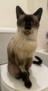 Sammy Lewhiskers - Photo 3