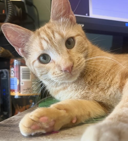 CATERPILLAR BLOSSOM - Tabby / Domestic Short Hair available for adoption